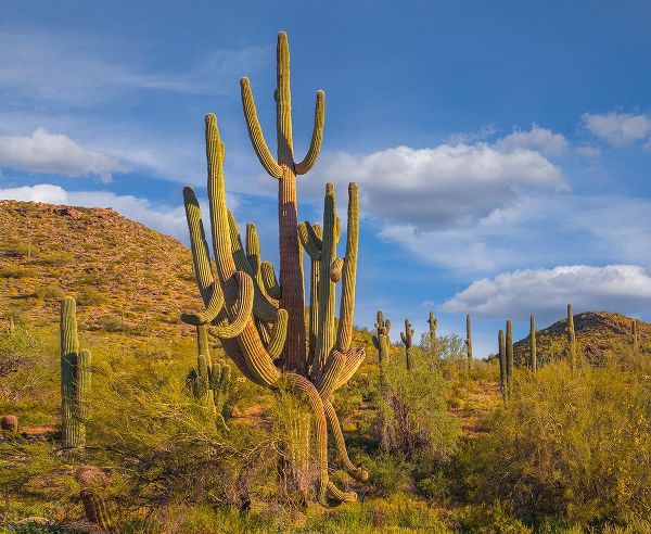 Fitzharris, Tim 아티스트의 Big Saguaro Cactus 작품