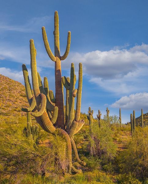 Fitzharris, Tim 아티스트의 Big Saguaro Cactus 작품