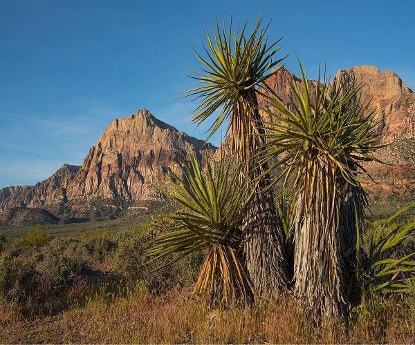 Fitzharris, Tim 아티스트의 Mohave Yucca at Red Rock Canyon 작품