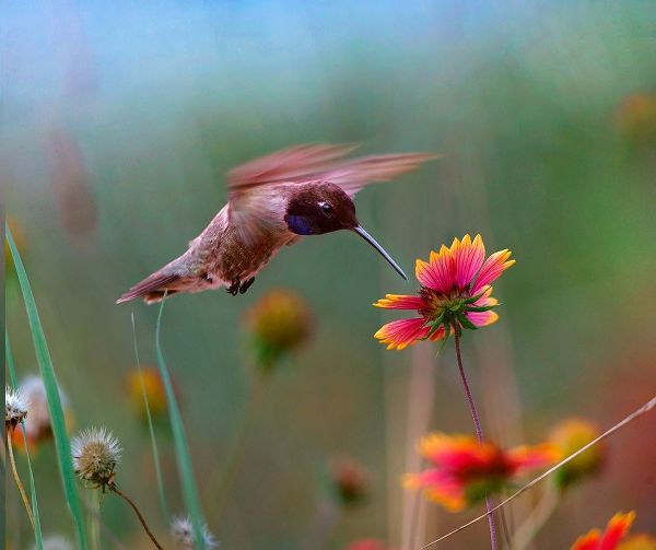 Fitzharris, Tim 아티스트의 Black Chinned Hummingbird 작품