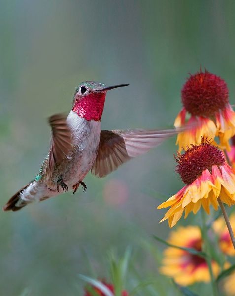 Fitzharris, Tim 아티스트의 Broad Tailed Hummingbird 작품
