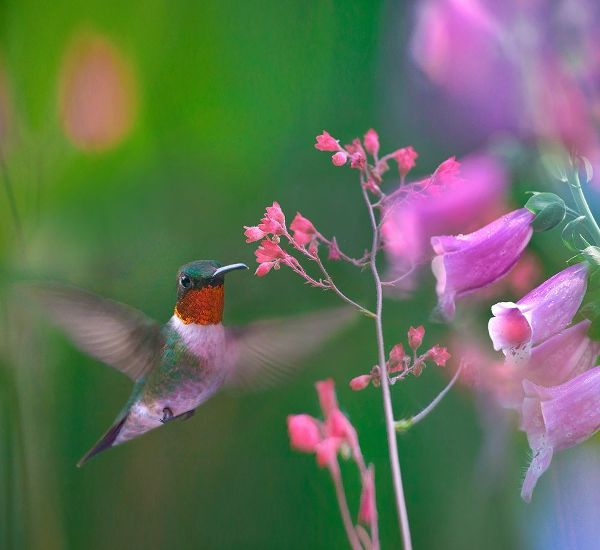 Fitzharris, Tim 아티스트의 Ruby Throated Hummingbird 작품
