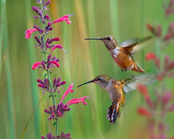 Fitzharris, Tim 아티스트의 Broad Tailed Hummingbirds 작품
