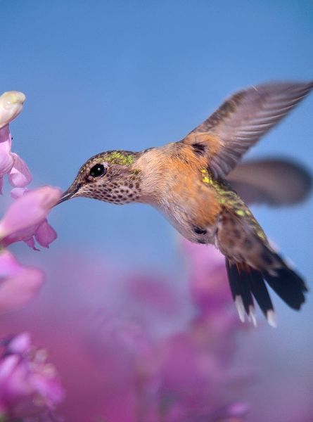 Fitzharris, Tim 아티스트의 Broad Tailed Hummingbirds Female 작품