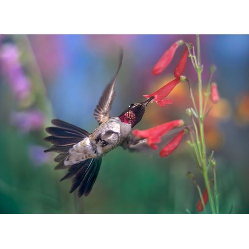 Fitzharris, Tim 아티스트의 Broad Tailed Hummingbird at Scarlet Bugler 작품