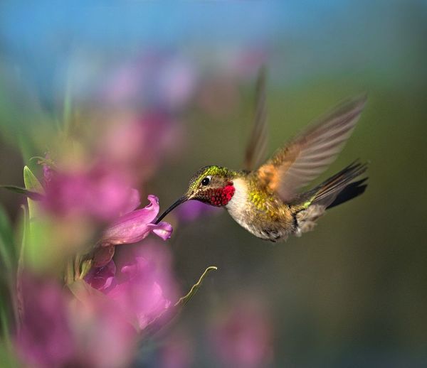 Fitzharris, Tim 아티스트의 Broad Tailed Hummingbird at Penstemon 작품