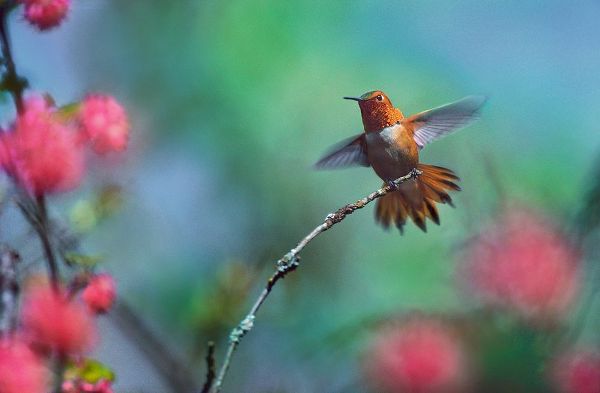 Fitzharris, Tim 아티스트의 Rufous Hummingbird Among Red Flowered Currants 작품