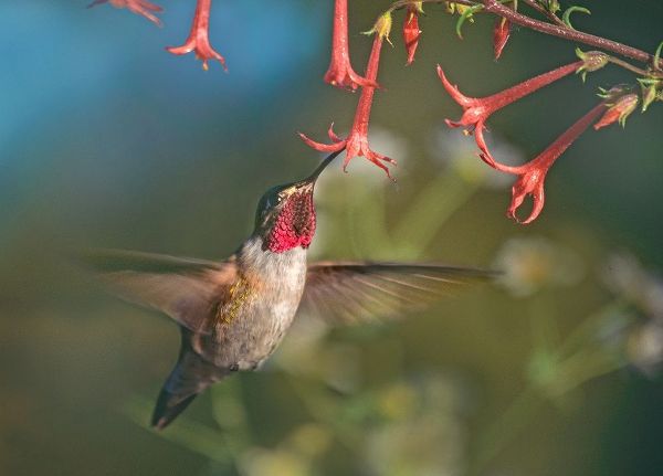 Fitzharris, Tim 아티스트의 Broad Tailed Hummingbird at Scarlet Trumpets 작품