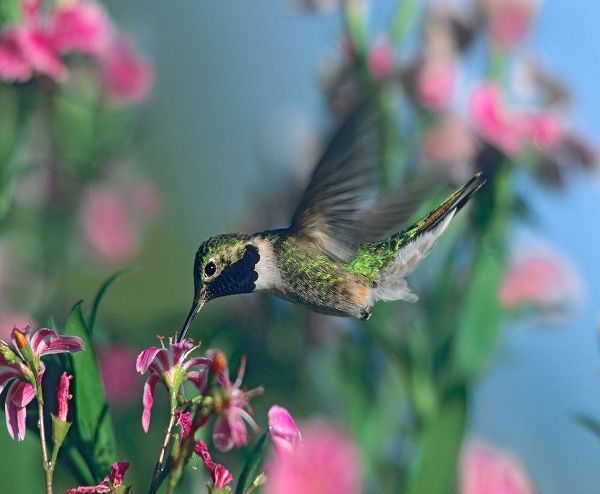 Fitzharris, Tim 아티스트의 Black Chinned Hummingbird 작품