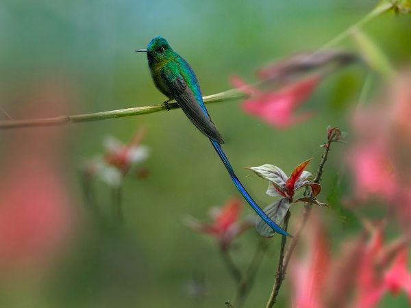 Fitzharris, Tim 아티스트의 Long Tailed Sylph Hummingbird Ecuador 작품