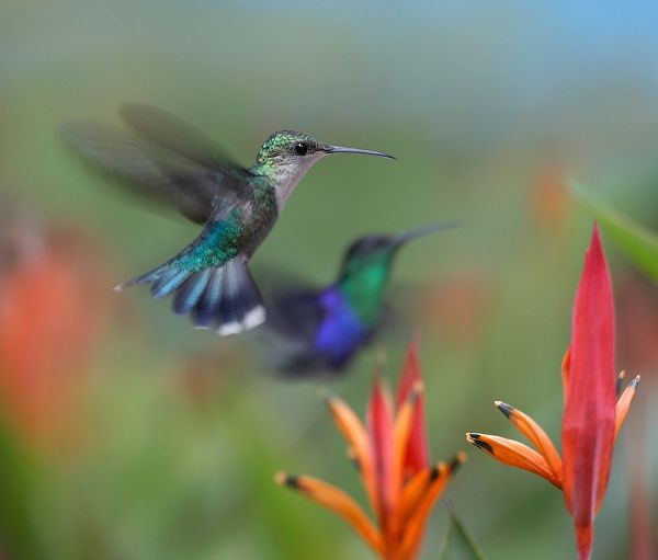 Fitzharris, Tim 아티스트의 Crowned Woodnymph Hummingbirds 작품