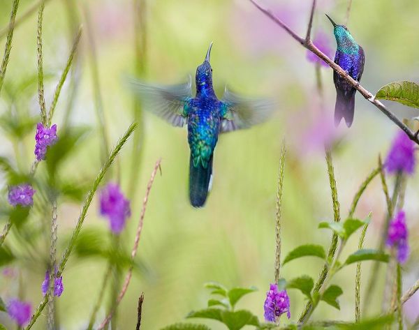 Fitzharris, Tim 아티스트의 Violet Sabrewing and Crowned Woodnymph Hummingbirds 작품