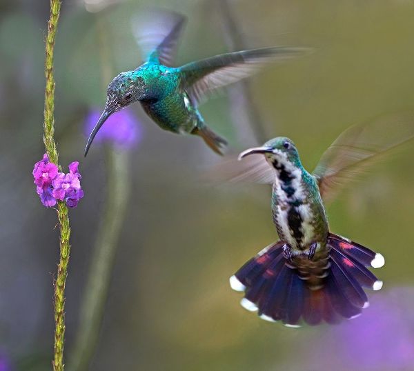 Fitzharris, Tim 아티스트의 Green Breasted Mango Hummingbird  feeding on porterweed 작품