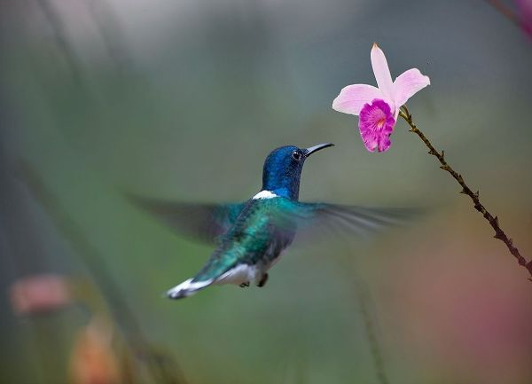 Fitzharris, Tim 아티스트의 White Necked Hummingbird at Bamboo Orchid 작품