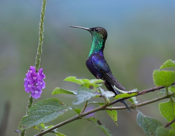 Fitzharris, Tim 아티스트의 Crowned Woodnymph Hummingbird 작품