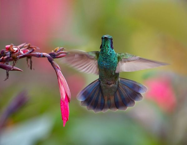 Fitzharris, Tim 아티스트의 Green Violet T-Ear Hummingbird 작품