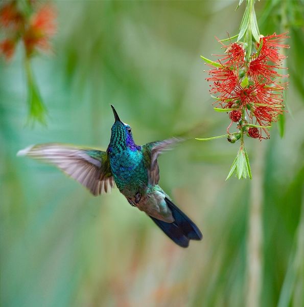 Fitzharris, Tim 아티스트의 Green Violet T-Ear Hummingbird 작품