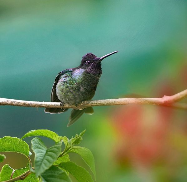 Fitzharris, Tim 아티스트의 Magnificent Hummingbird 작품