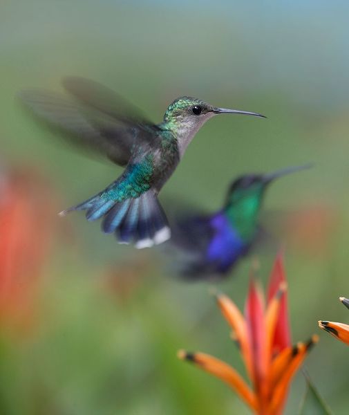 Fitzharris, Tim 아티스트의 Crowned Wood Nymph Hummingbirds 작품