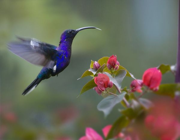 Fitzharris, Tim 아티스트의 Violet Sabrewing Hummingbird 작품