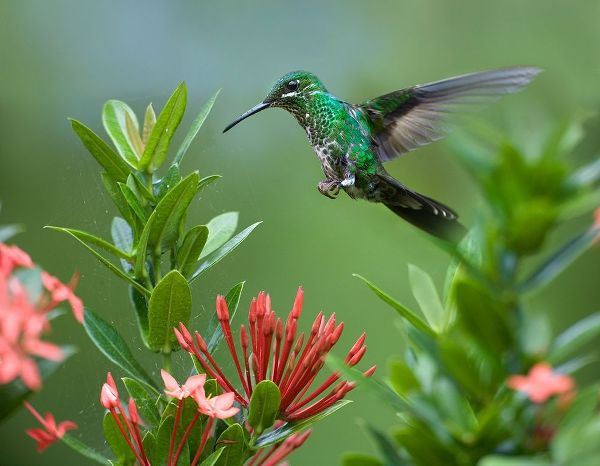 Fitzharris, Tim 아티스트의 Green Crowned Brilliant Hummingbird 작품