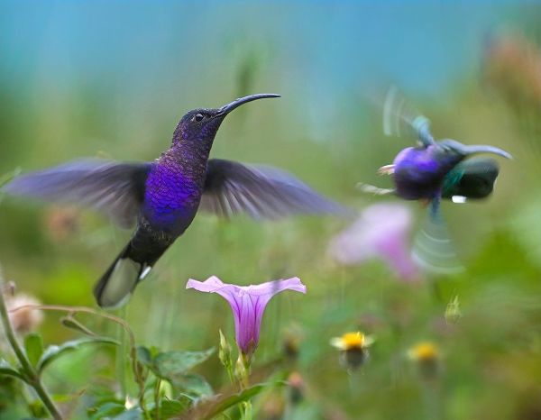 Fitzharris, Tim 아티스트의 Violet Sabrewing Hummingbirds 작품