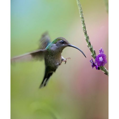 Fitzharris, Tim 아티스트의 Violet Sabrewing Hummingbird Female 작품