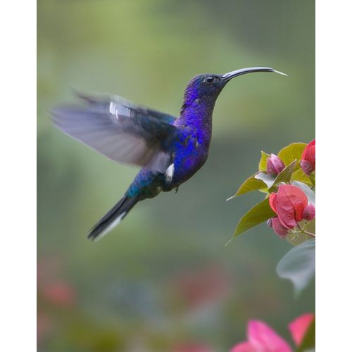 Fitzharris, Tim 아티스트의 Violet Sabrewing Hummingbird 작품
