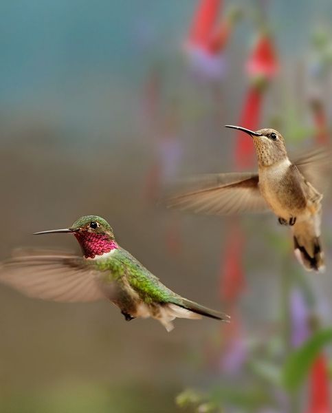 Fitzharris, Tim 아티스트의 Broad Tailed Hummingbirds 작품