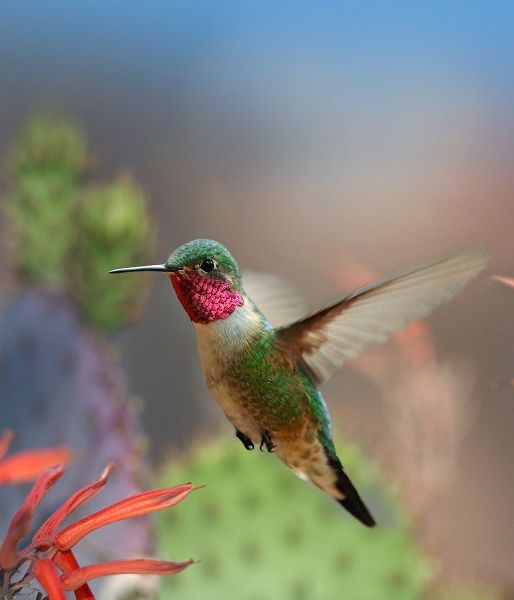 Fitzharris, Tim 아티스트의 Broad Tailed Hummingbird 작품