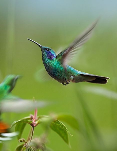 Fitzharris, Tim 아티스트의 Green Violet Ear and Green Breasted Mango Hummingbirds 작품