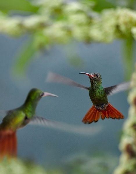 Fitzharris, Tim 아티스트의 Rufous Tailed Hummingbird 작품