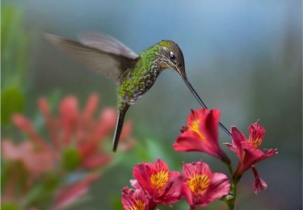 Fitzharris, Tim 아티스트의 Sword Billed Hummingbird 작품