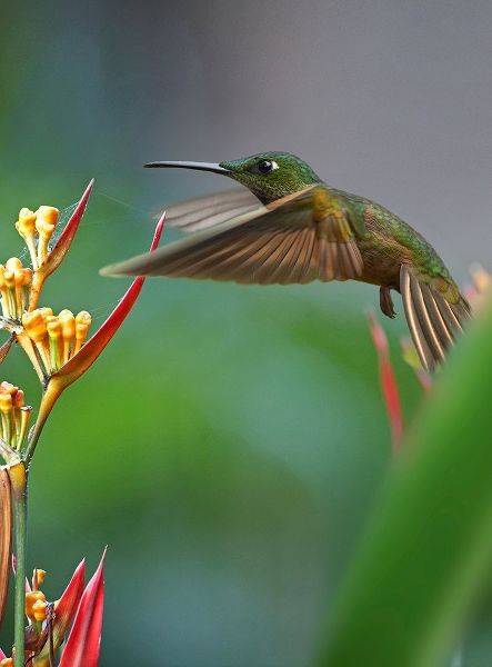 Fitzharris, Tim 아티스트의 Fawn Breasted Brilliant Hummingbird 작품