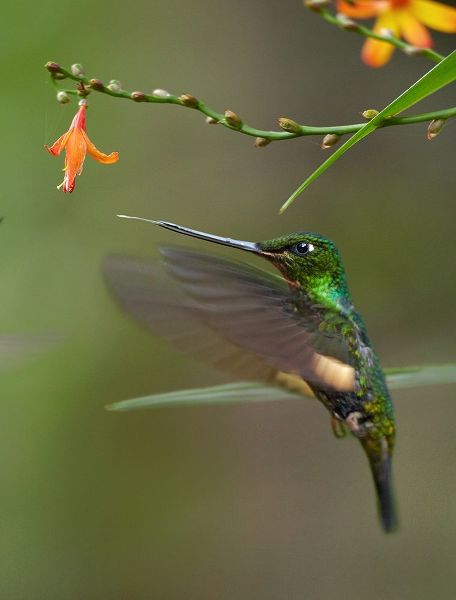 Fitzharris, Tim 아티스트의 Buff Winged Starfrontlet Hummingbirds 작품
