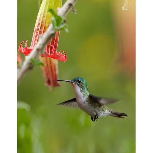 Fitzharris, Tim 아티스트의 Andean Emerald Hummingbird 작품