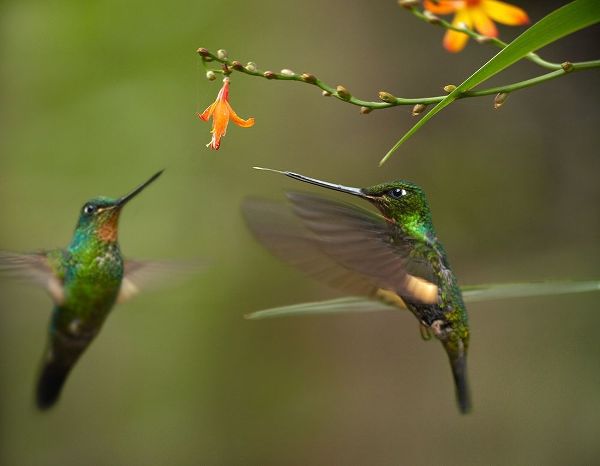Fitzharris, Tim 아티스트의 Buff Winged Starfrongtlet Hummingbirds 작품