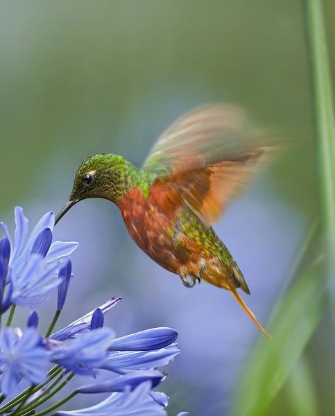 Fitzharris, Tim 아티스트의 Chestnut Breasted Coronet Hummingbirds 작품