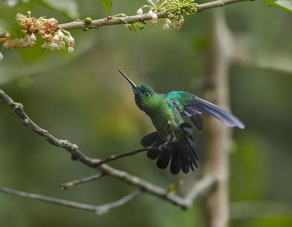 Fitzharris, Tim 아티스트의 Green-Crowned Brillinat Hummingbird 작품