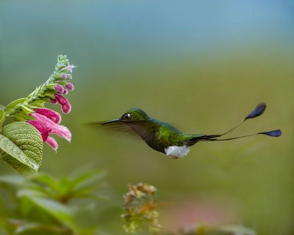 Fitzharris, Tim 아티스트의 Booted Racket-Tail Hummingbird 작품