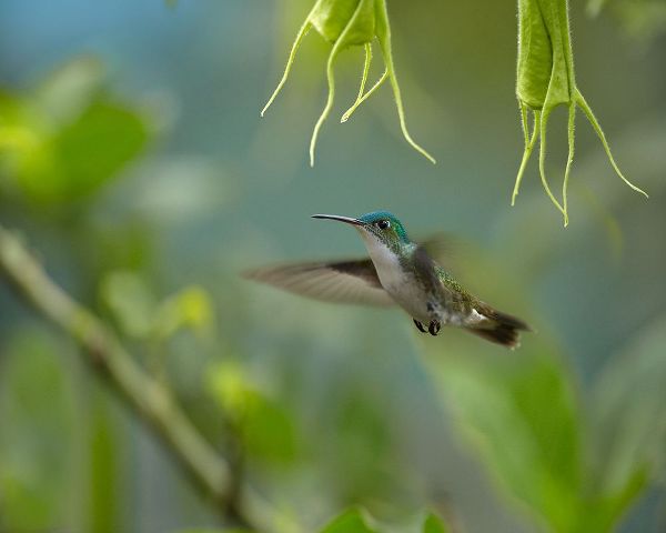 Fitzharris, Tim 아티스트의 Andean Emerald Humming Bird 작품