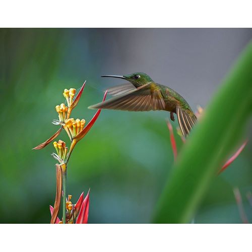 Fitzharris, Tim 아티스트의 Fawn Breasted Brilliant Hummingbird 작품