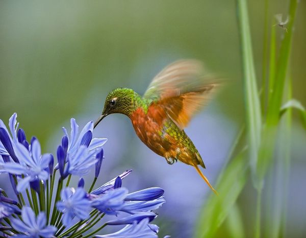 Fitzharris, Tim 아티스트의 Chestnut Breasted Coronet Hummingbird 작품