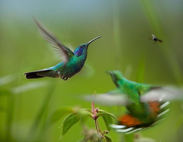 Fitzharris, Tim 아티스트의 Green Violet-Ear Hummingbird and Green-Breasted Mango Hummingbirds 작품