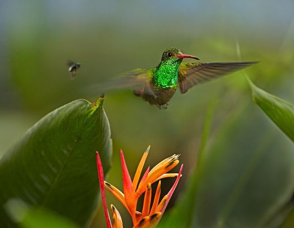 Fitzharris, Tim 아티스트의 Rufous Tailed Hummingbird with Wasp 작품