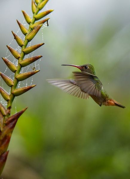 Fitzharris, Tim 아티스트의 Rufous Tailed Hummingbirds 작품