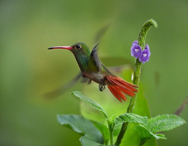 Fitzharris, Tim 아티스트의 Rufous Tailed Hummingbirds 작품