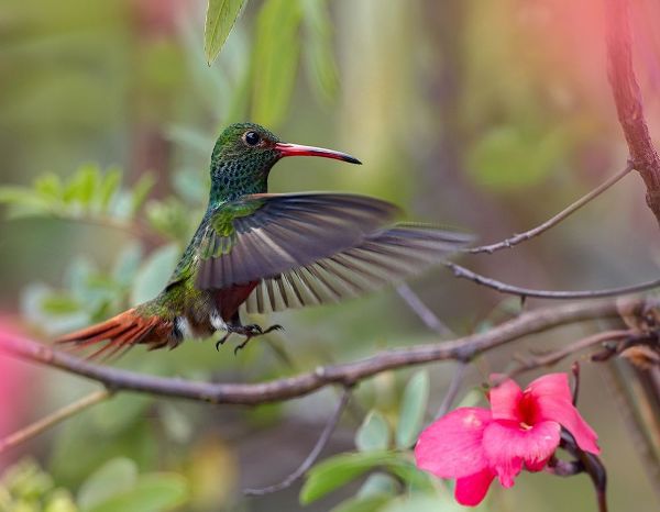 Fitzharris, Tim 아티스트의 Hovering Male Rufous Tailed Hummingbird 작품