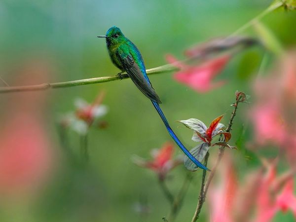 Fitzharris, Tim 아티스트의 Long Tailed Sylph Hummingbird 작품