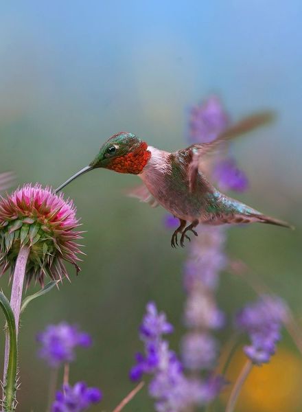 Fitzharris, Tim 아티스트의 Ruby Throated Hummingbirds 작품